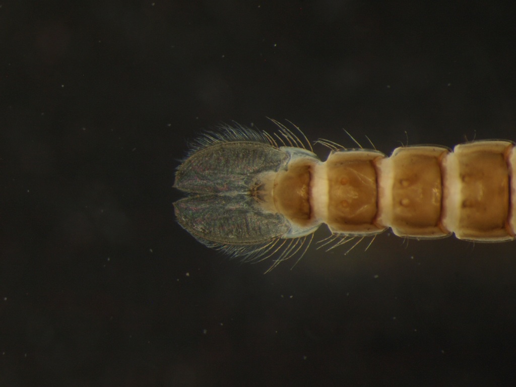 Chironomidae pupa